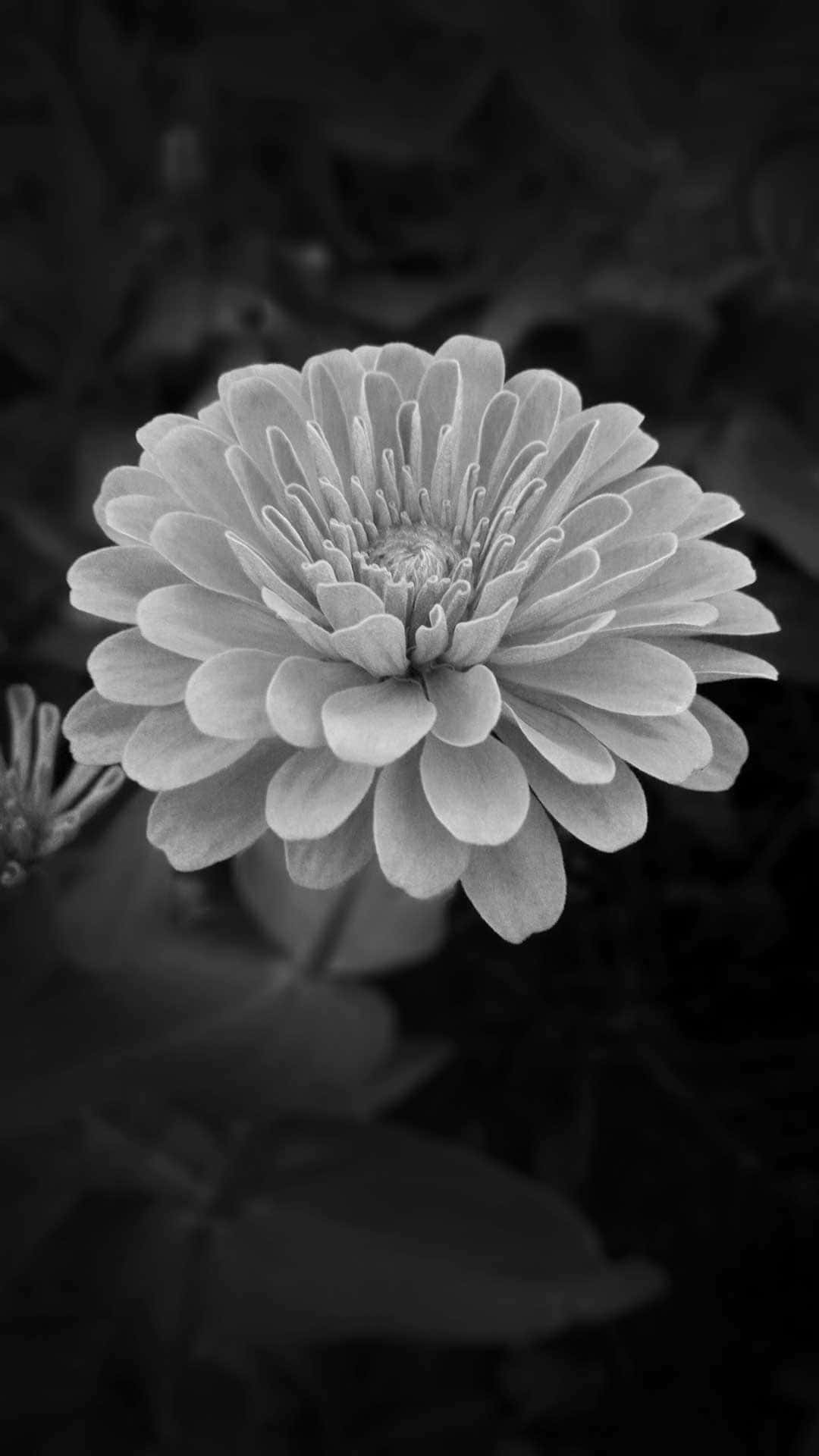 Black And White Solo Dahlia Flower Iphone Background