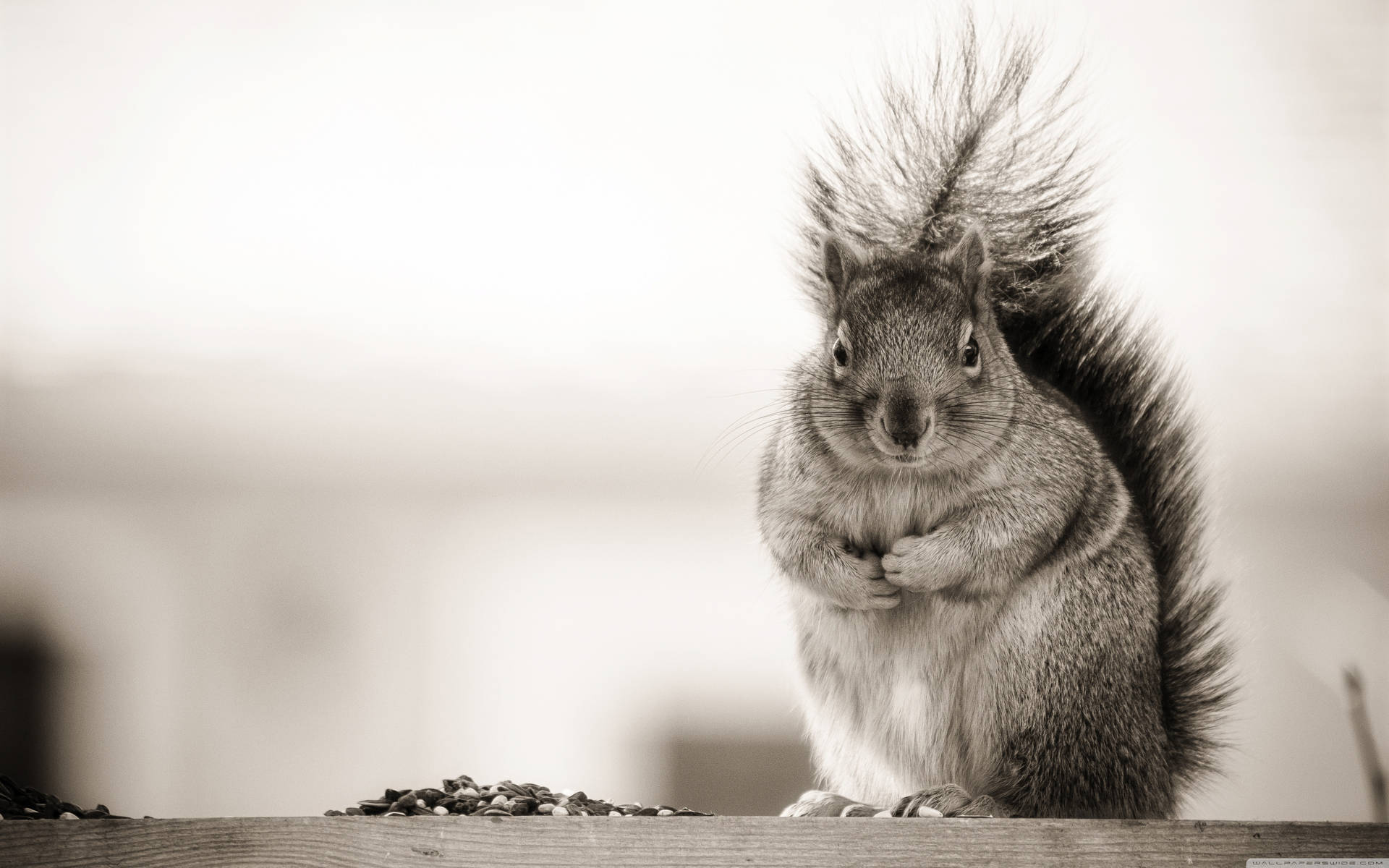 Black And White Squirrel Background