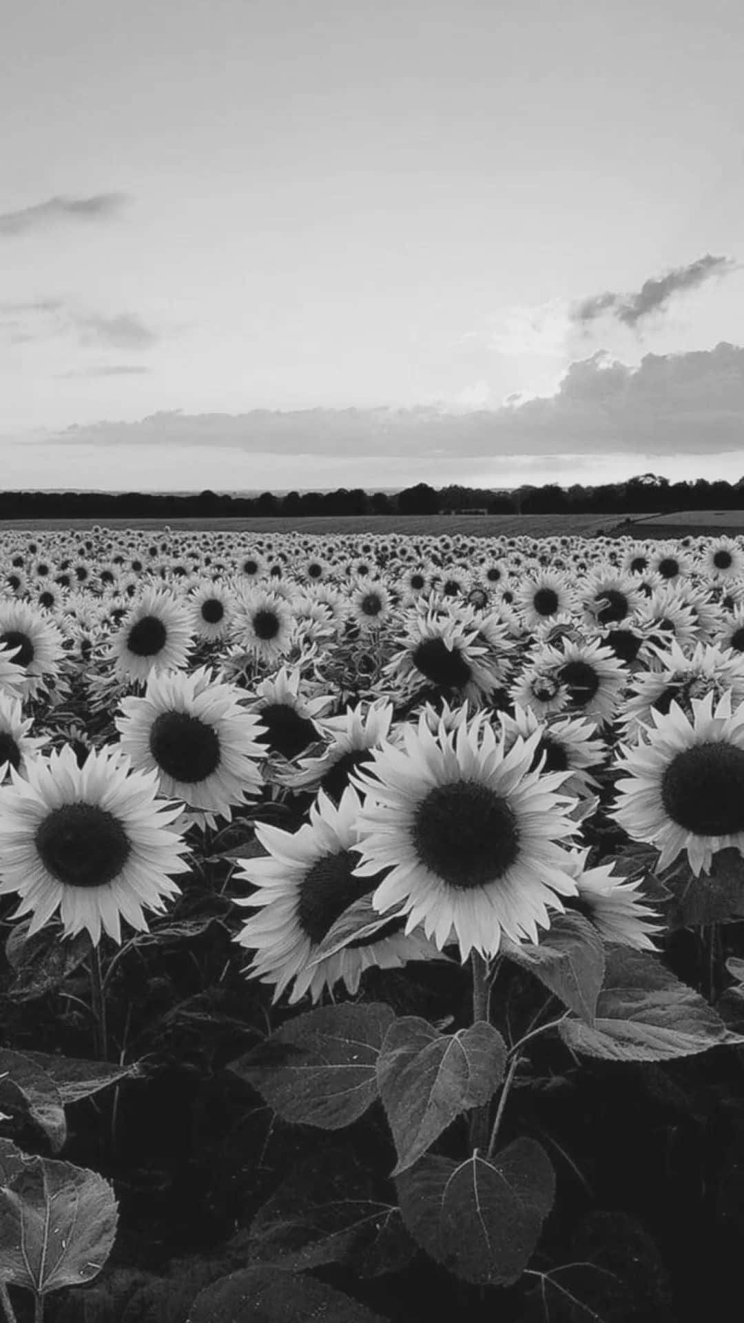 Black And White Sun Flower Garden Iphone