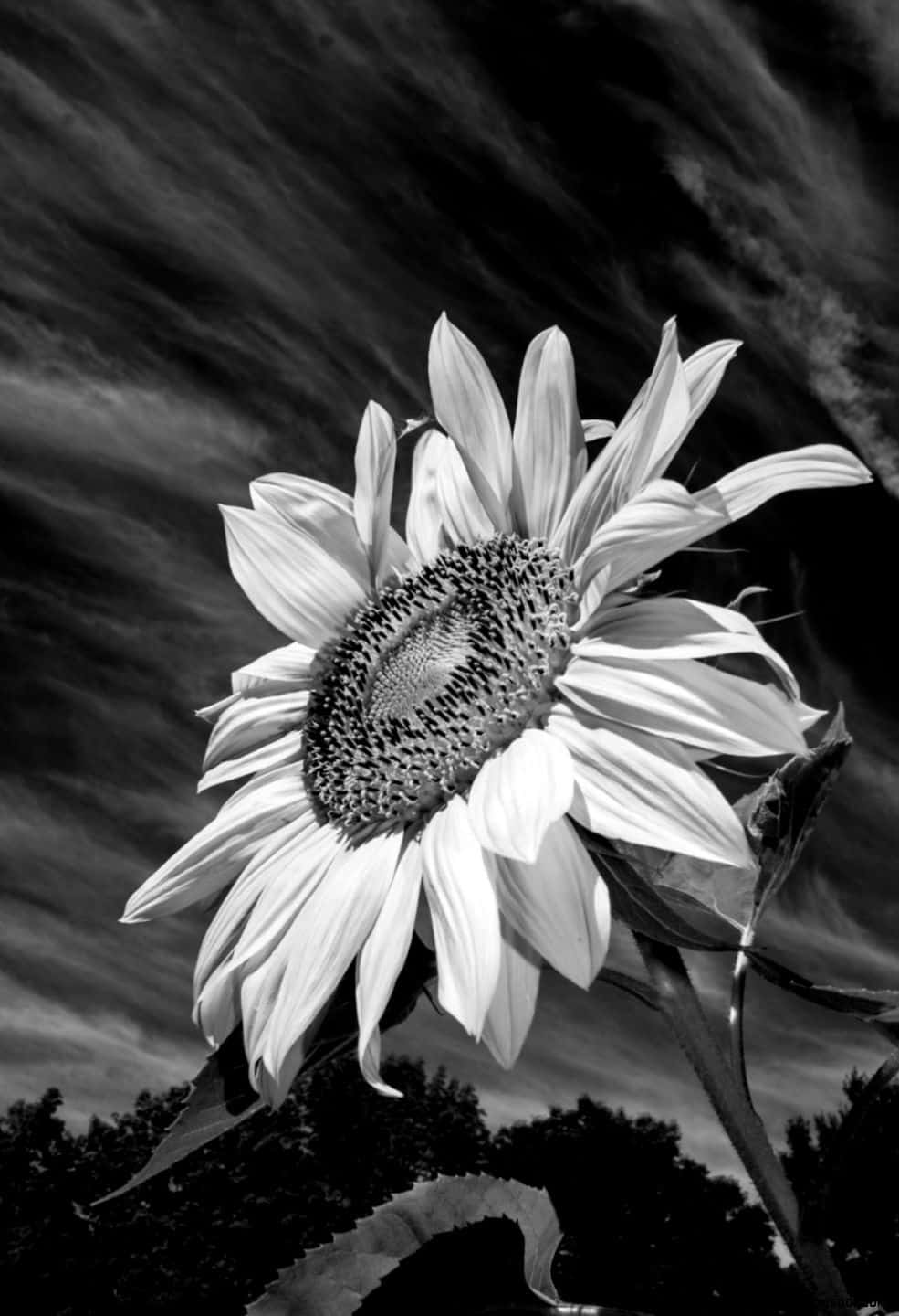Black And White Sunflower Photo Background