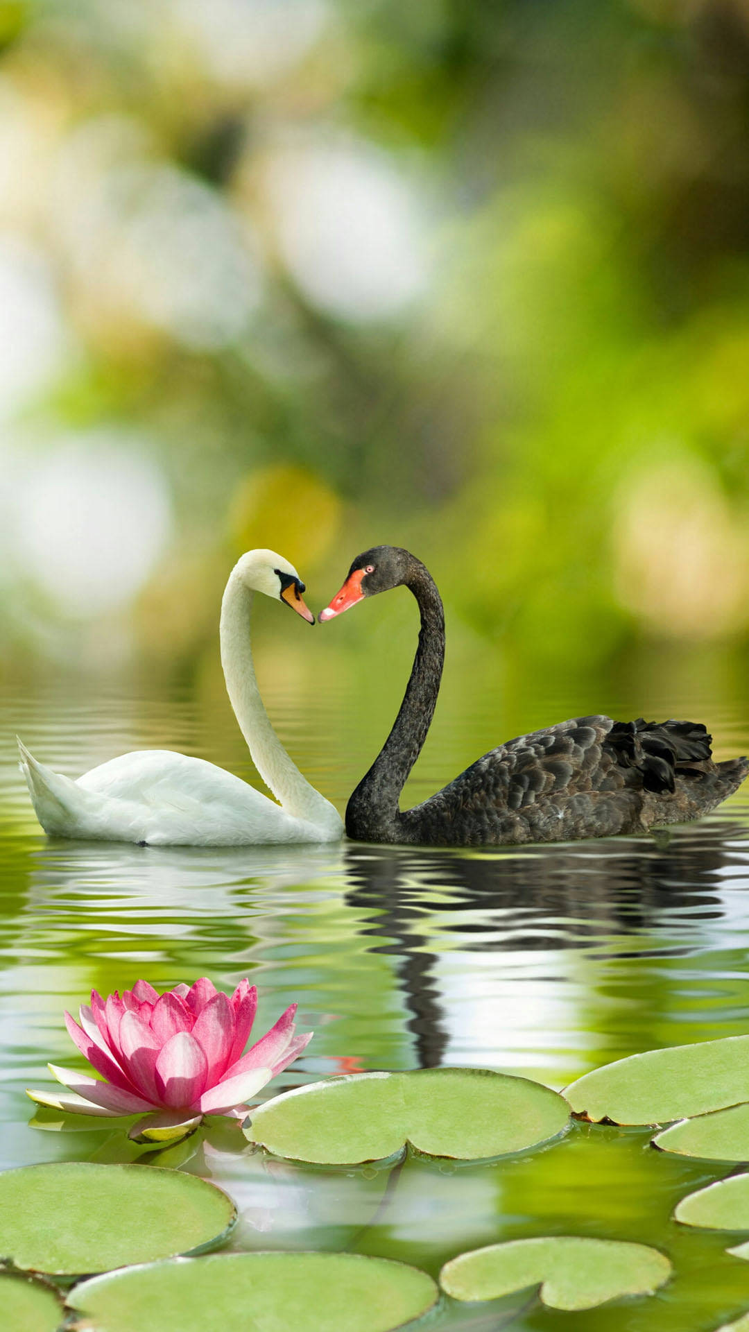 Black And White Swans Love Nature Background
