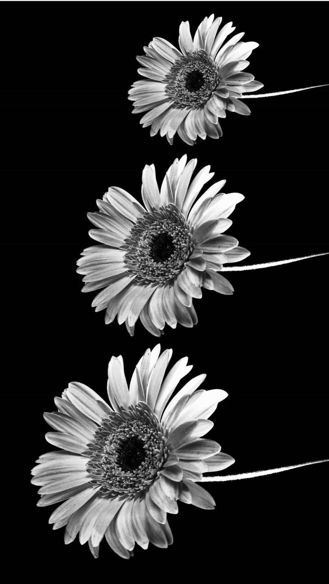 Black And White Three Daisy Flower Iphone