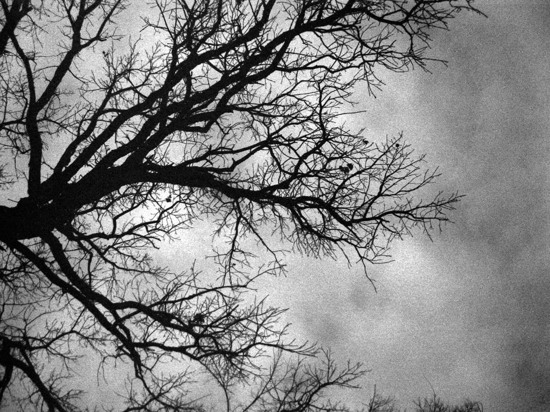 Black And White Tree Branches Low Angle Shot Background