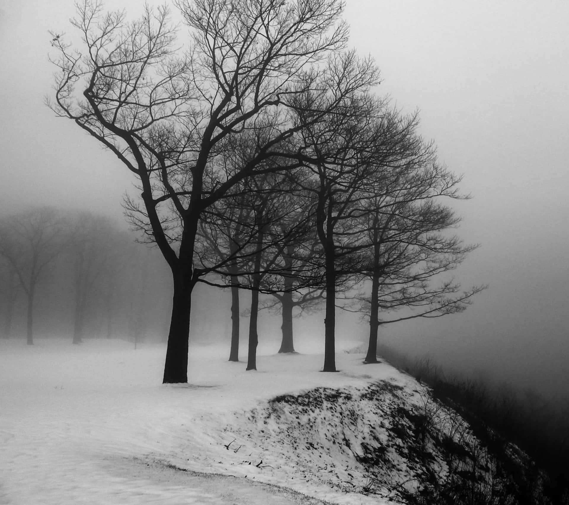 Black And White Tree In Serene Setting Background
