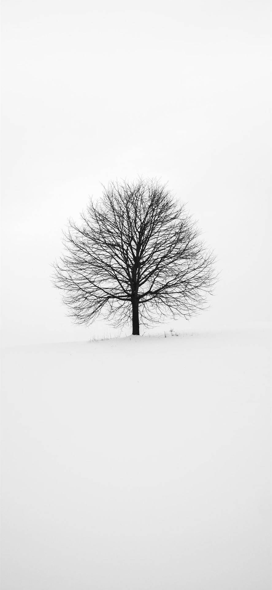 Black And White Tree Iphone 2021