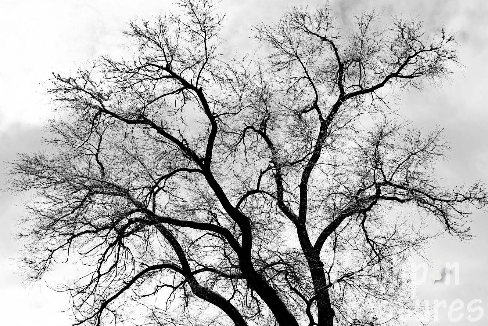Black And White Tree Background