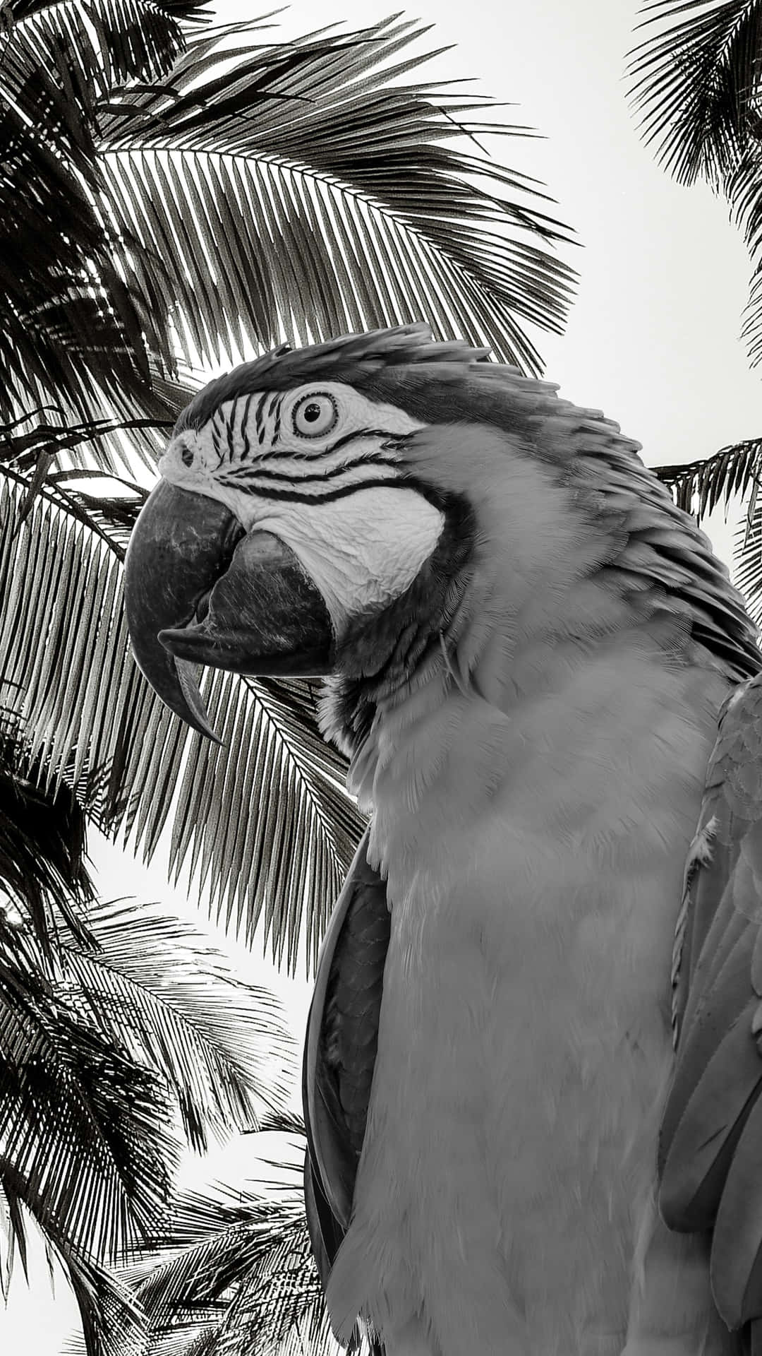 Black And White Tropical Parrot