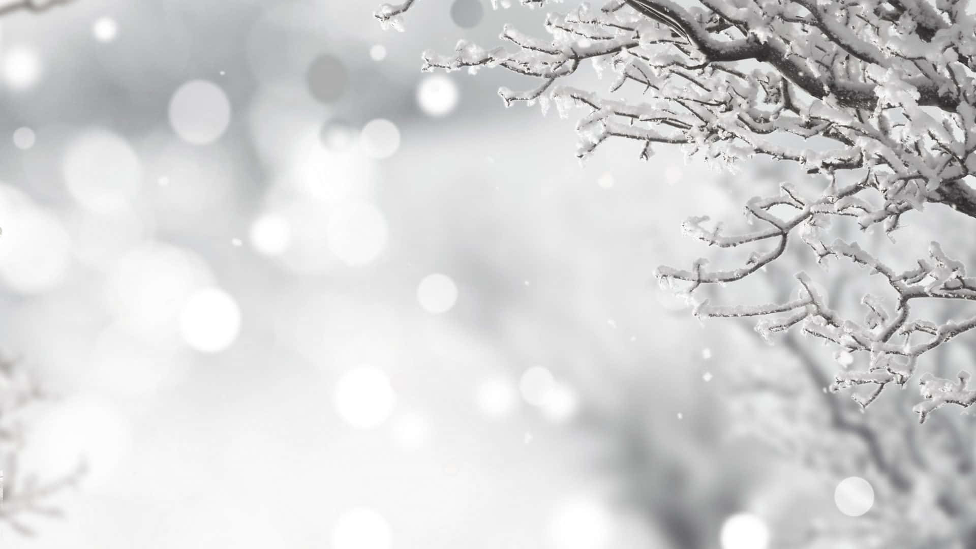 Black And White Winter Wonderland Desktop