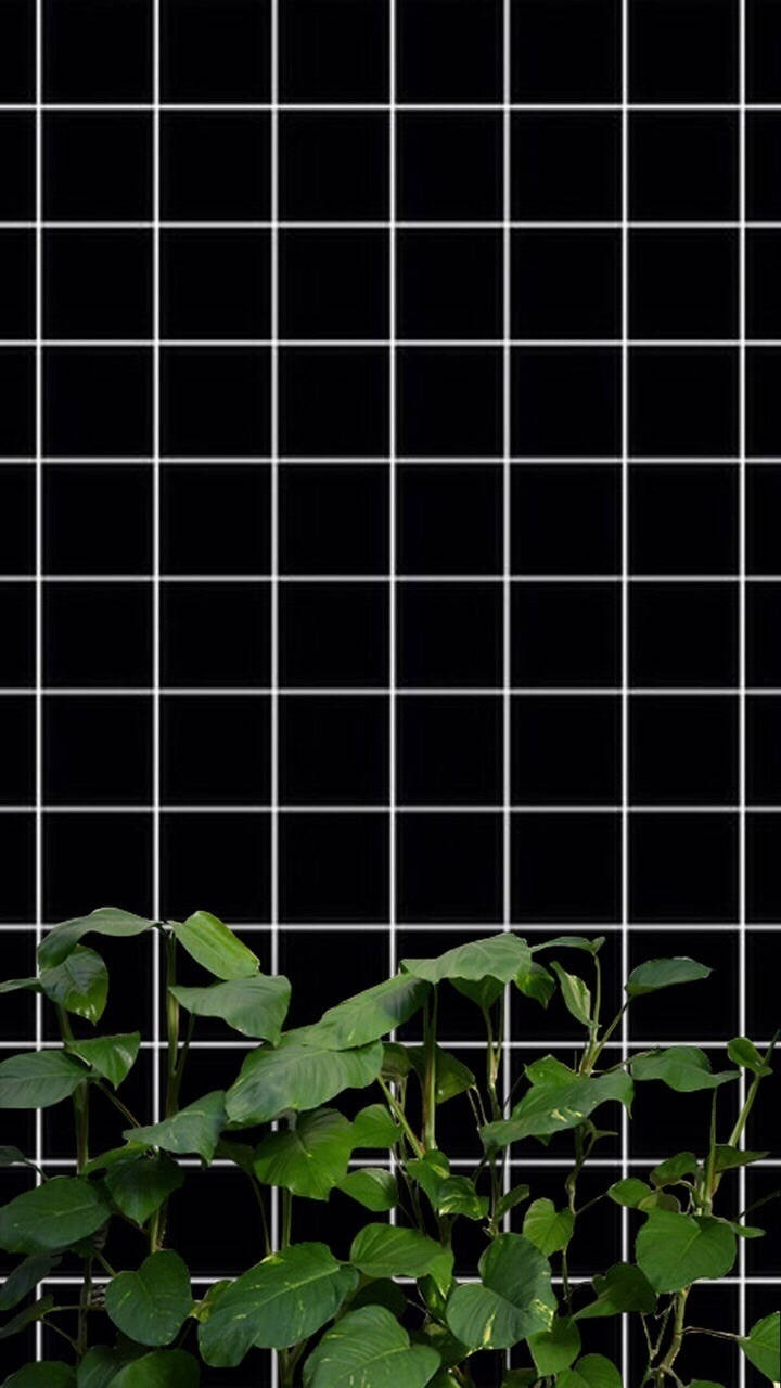 Black And White With Plants Grid Aesthetic Background