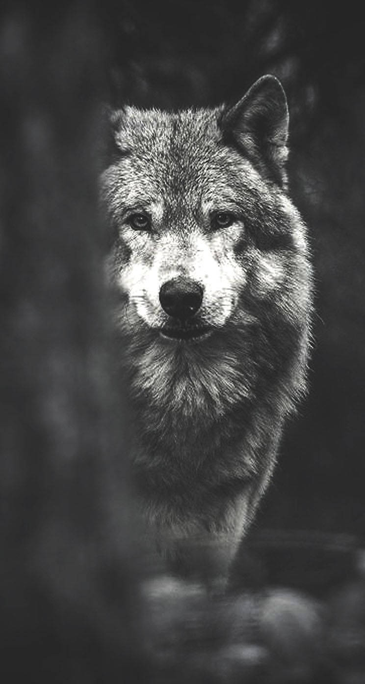 Black And White Wolf Background