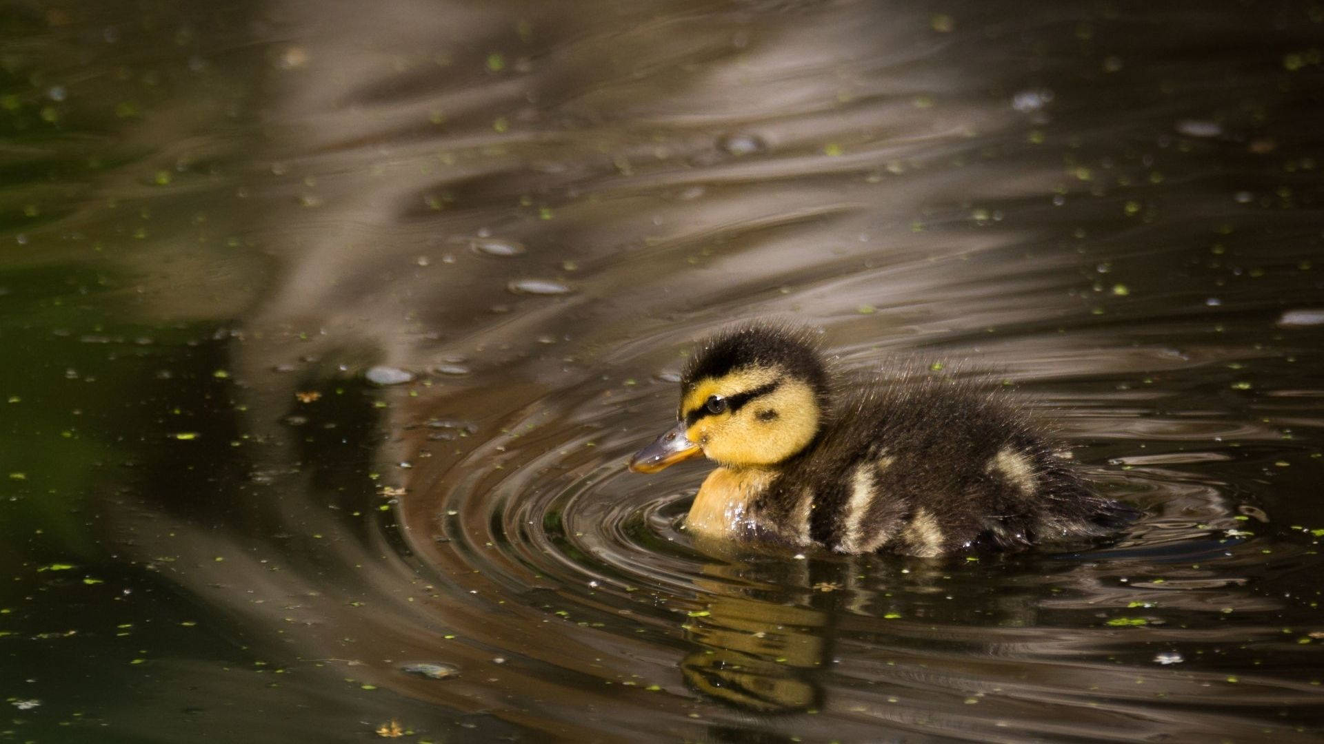 Black And Yellow Baby Duck Background