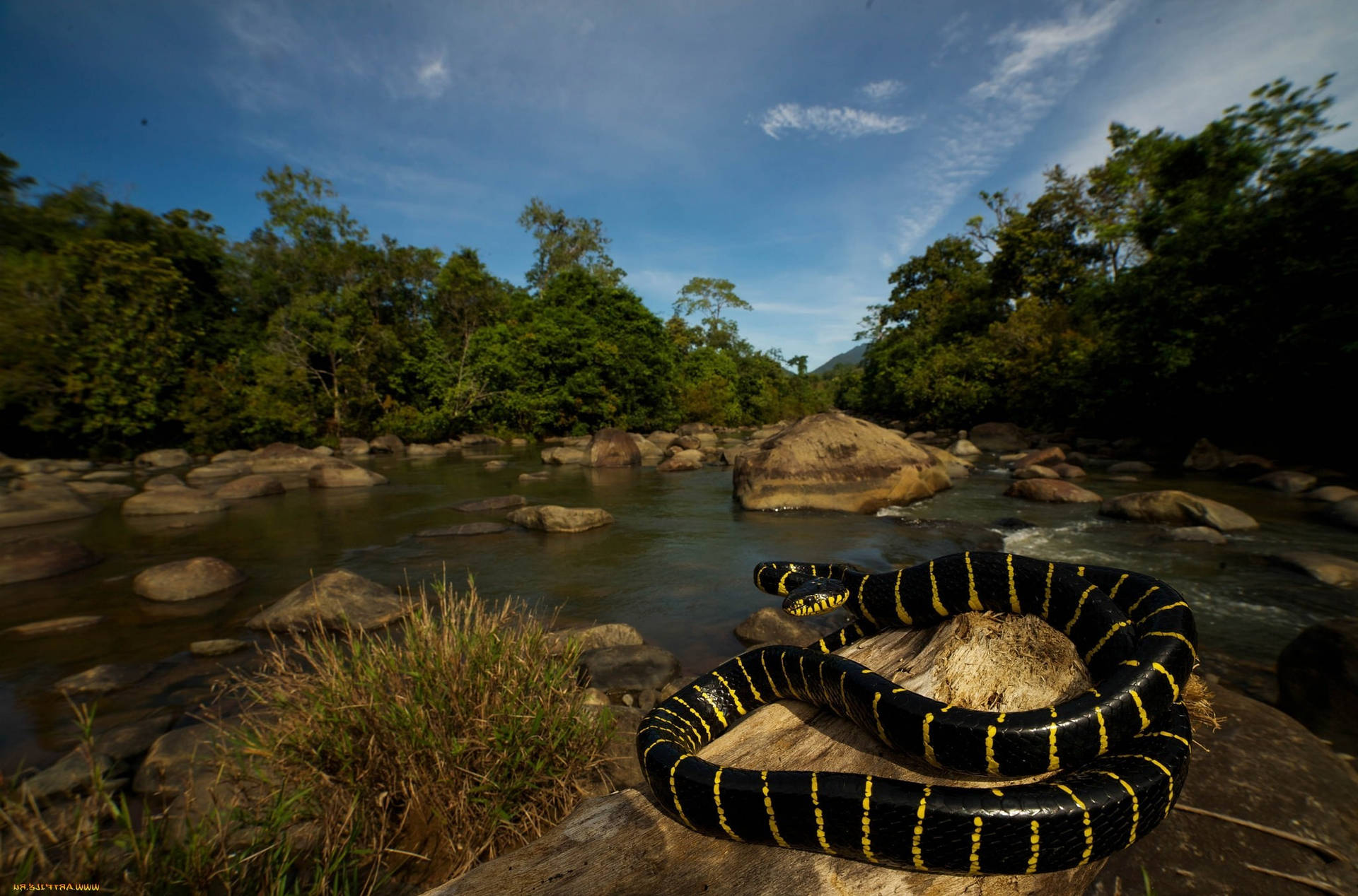 Black And Yellow Coral Snake On Rock Background