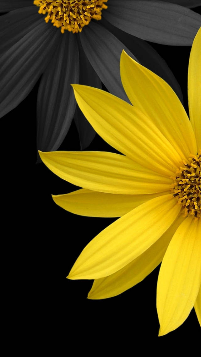 Black And Yellow Flower Iphone