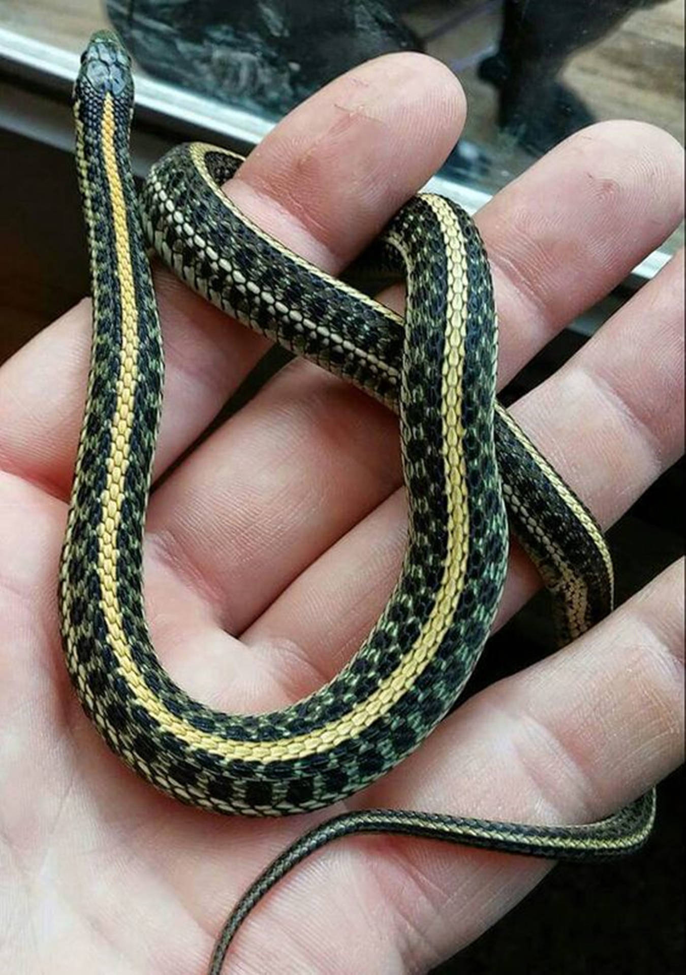 Black And Yellow Plains Garter Snake