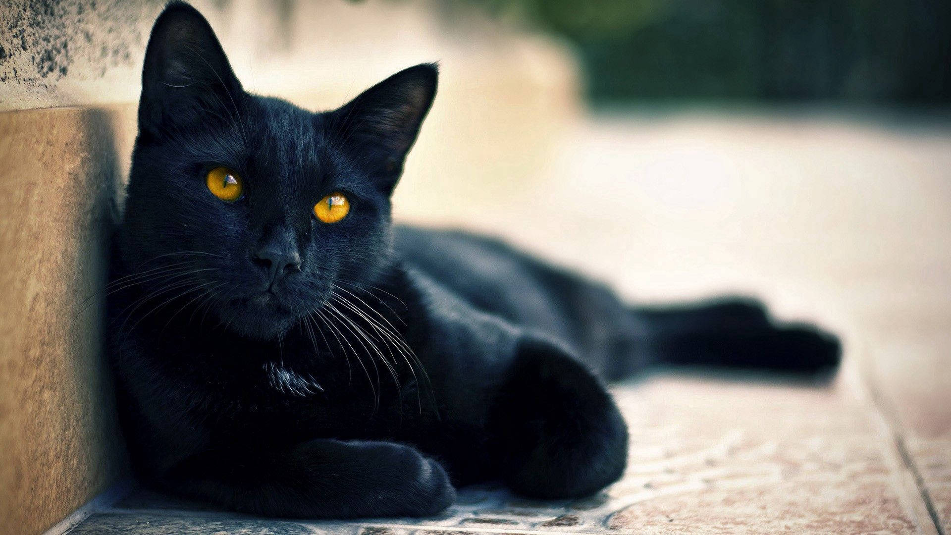 黑色动物卧猫背景