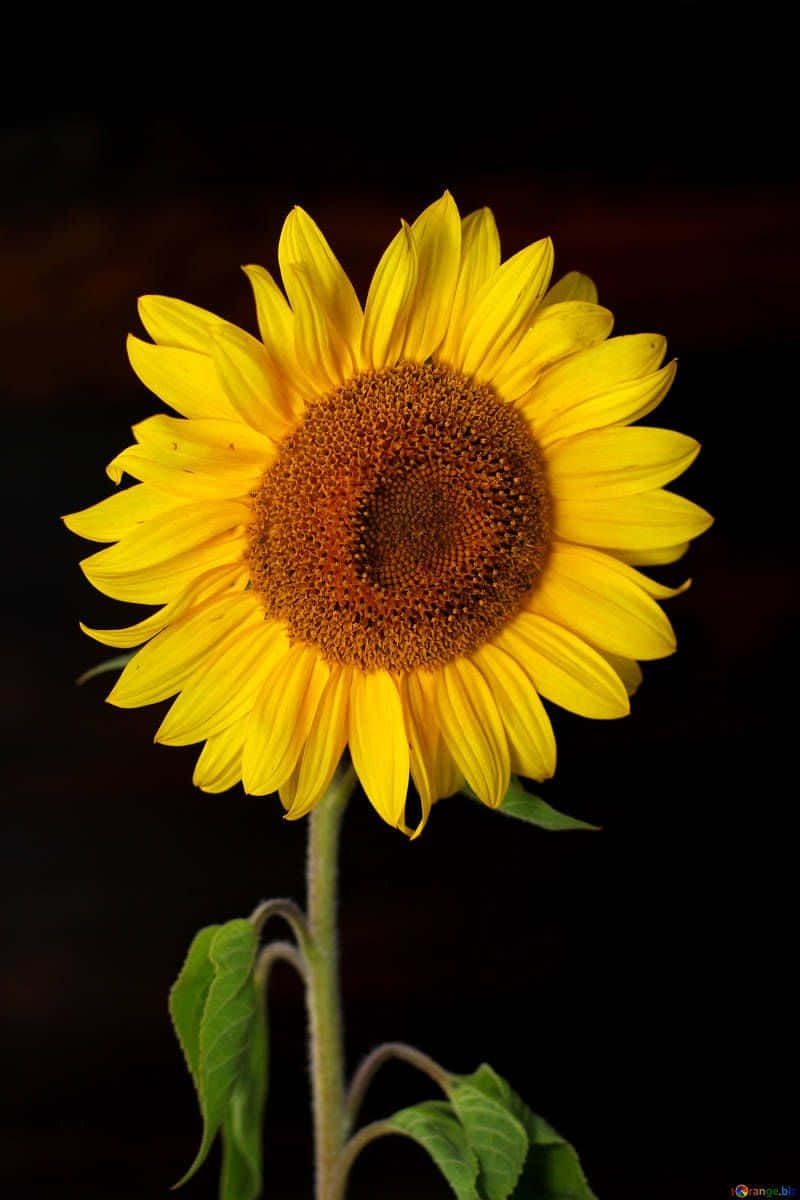 Black Backdrop Sunflower Florets Background