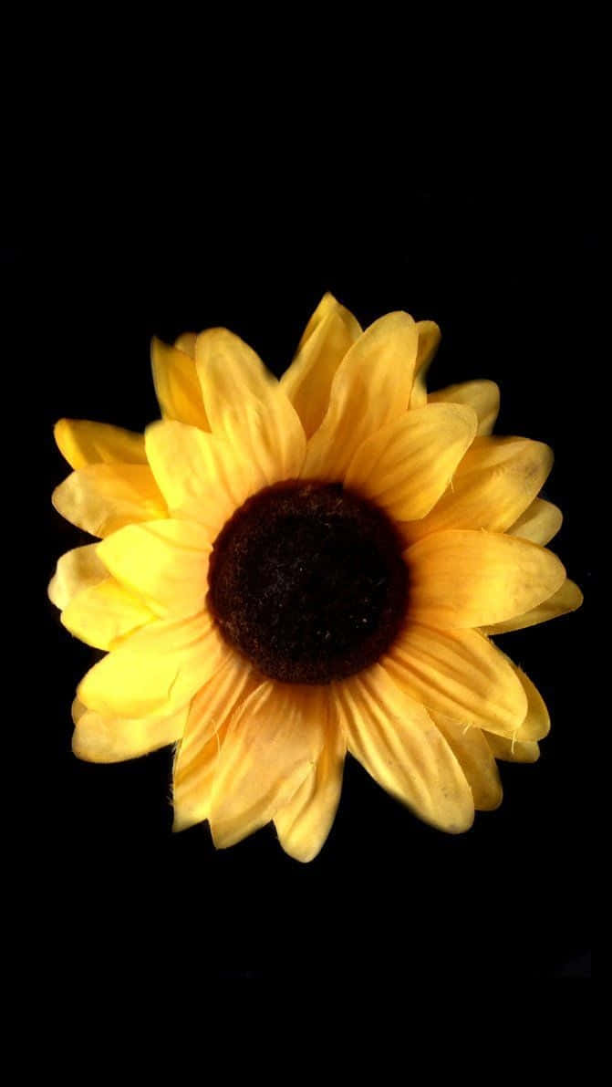 Black Background Common Sunflower Background