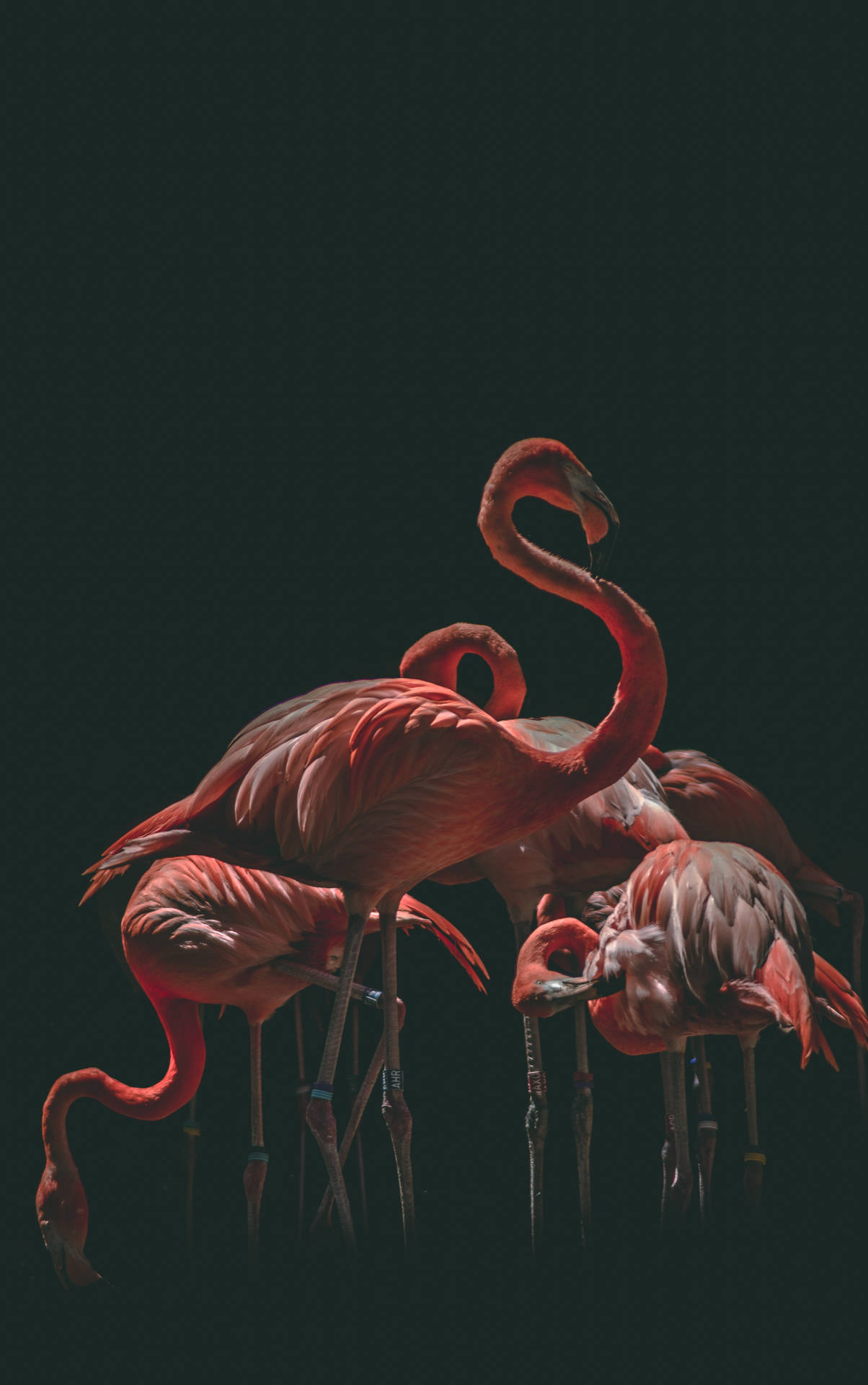 Black Background Flamboyance Flamingo Background