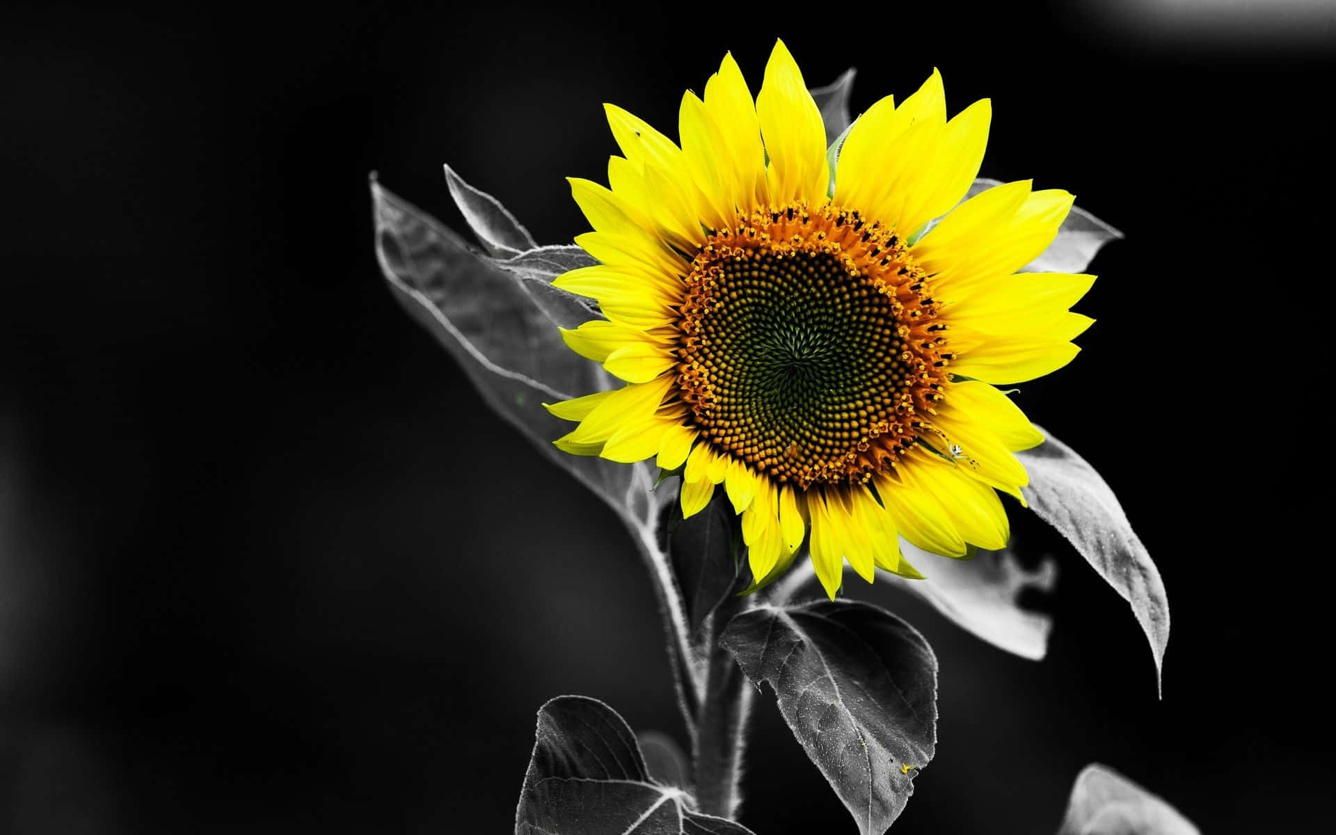 Black Background Sunflower Bloom