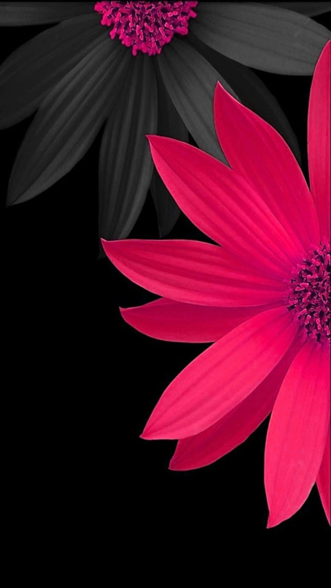 Black Background With Pink Flowers Background