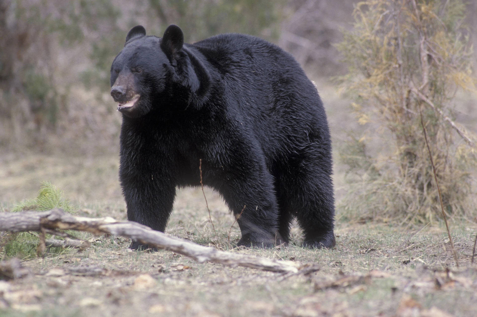 Black Bear Angry Charging Background