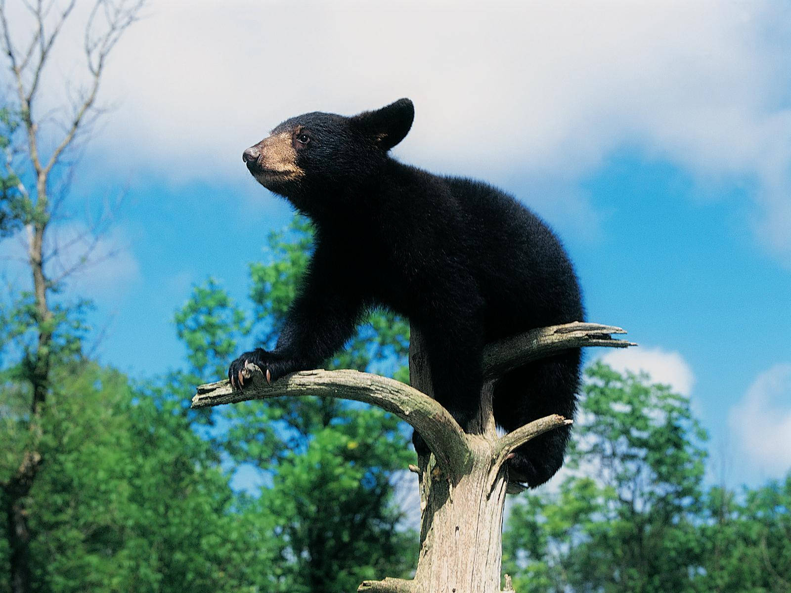 Black Bear Baby Climbing Background