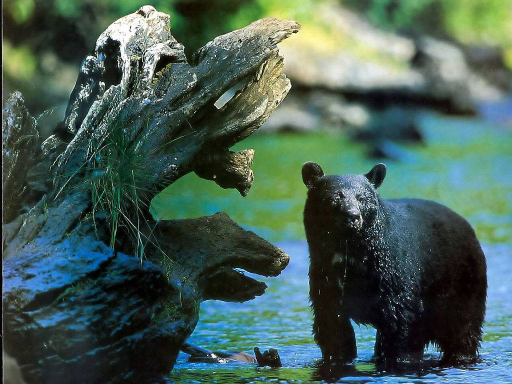 Black Bear Bathing In River Background