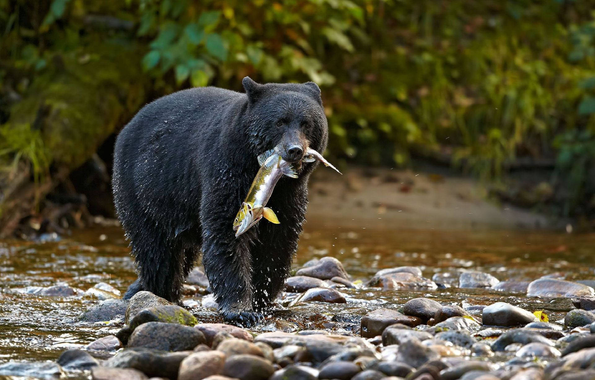 Black Bear Biting Fish Background