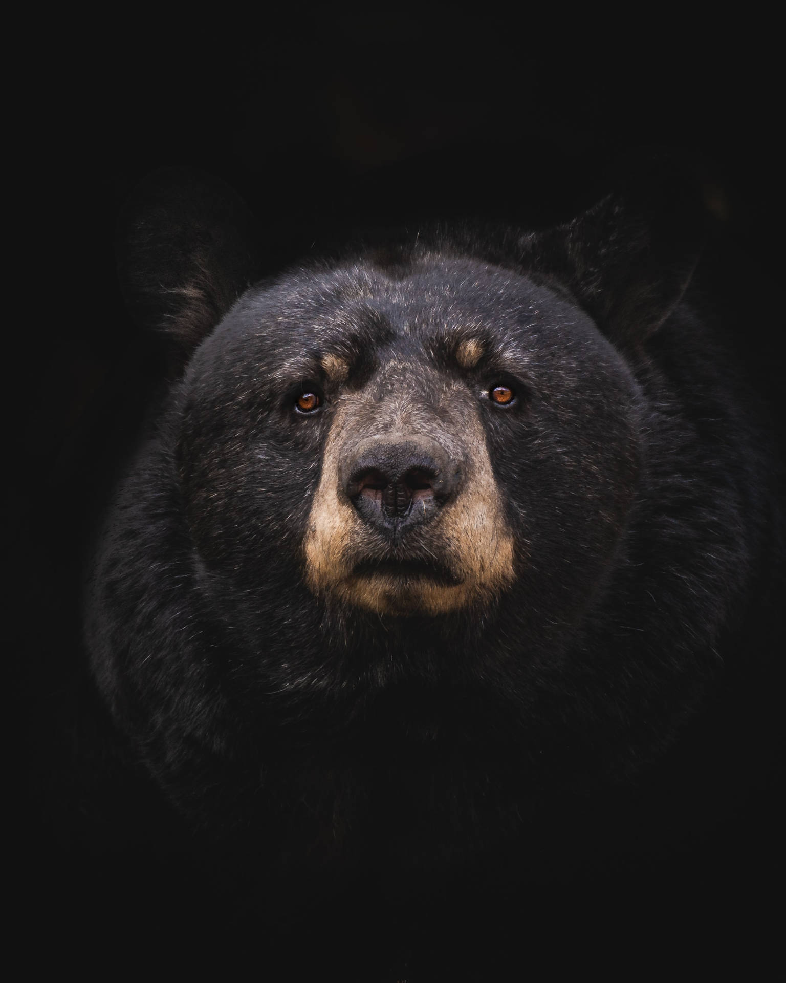 Black Bear Cell Phone Image Background