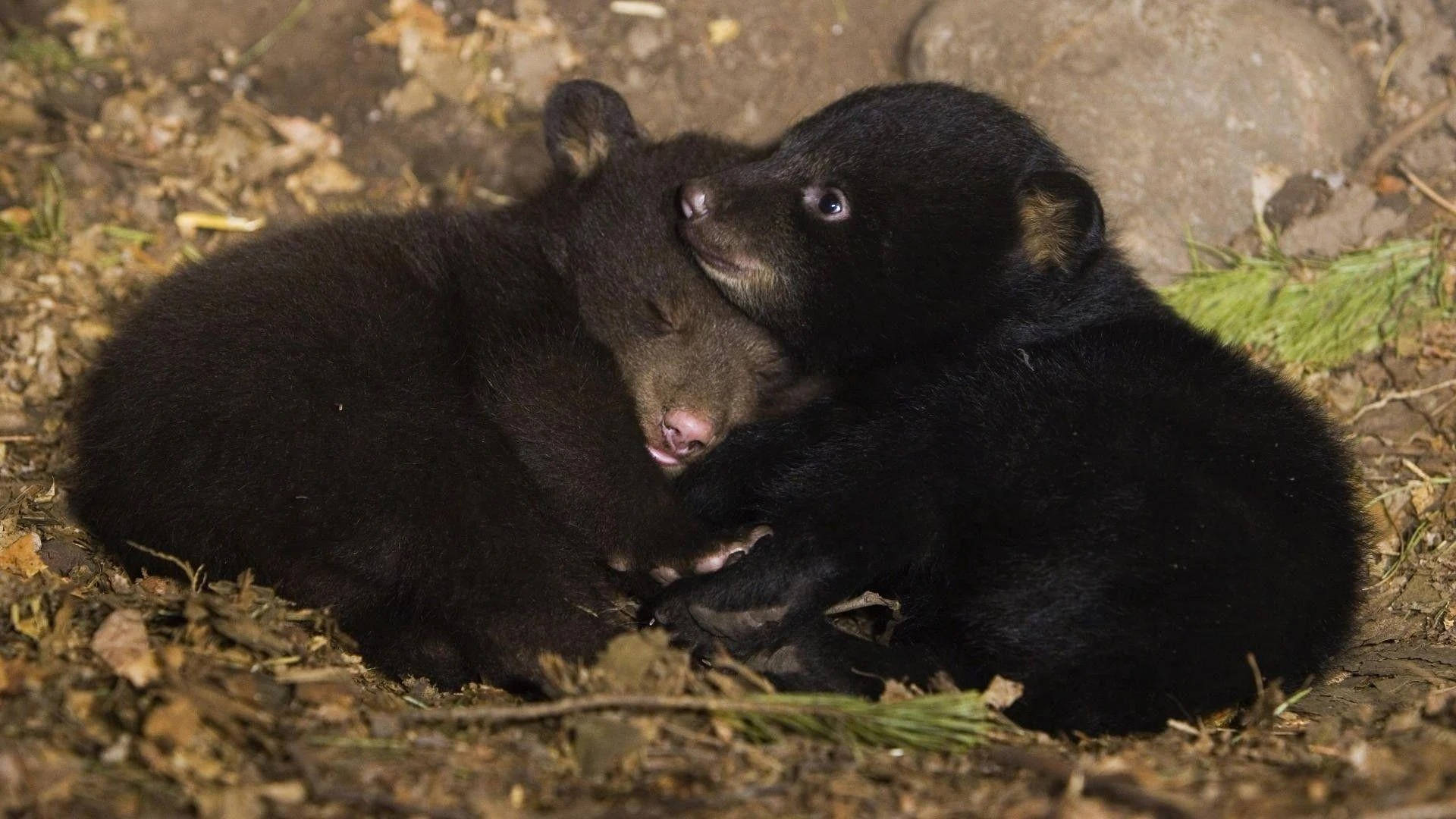 Black Bear Cuddling Background