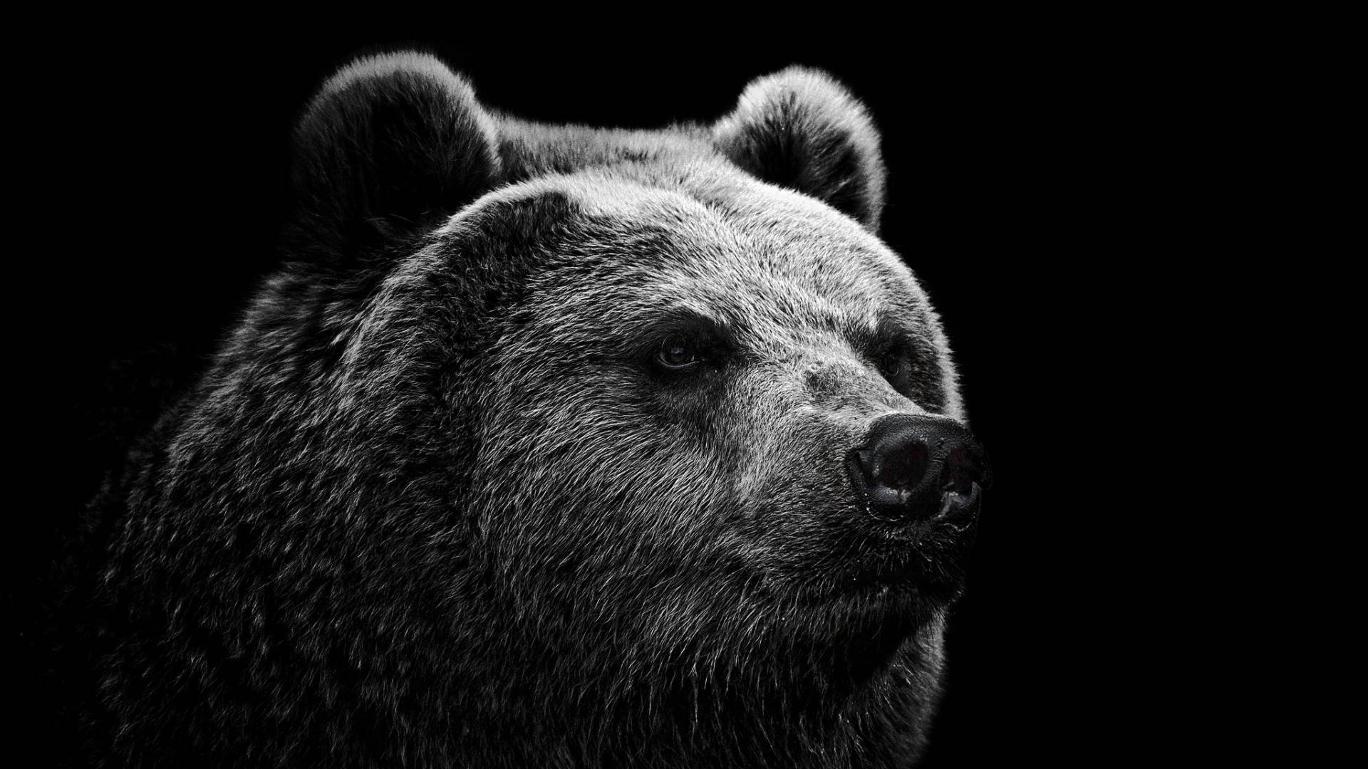 Black Bear Dark Portrait Background