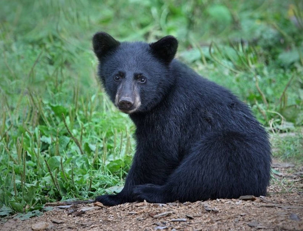 Black Bear Deep Black Eyes Background