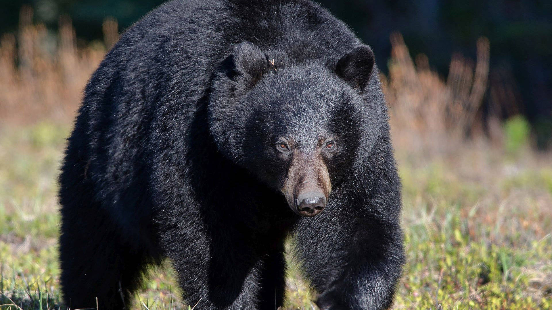 Black Bear Four Legs Walking Background