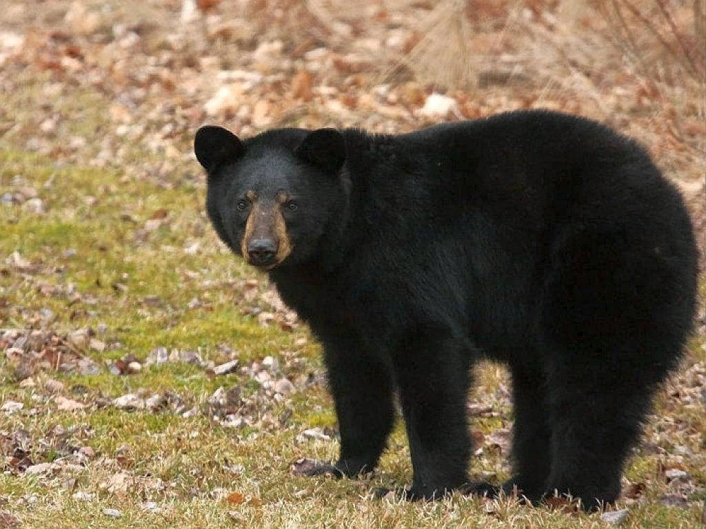 Black Bear Furrowed Eyebrows Background