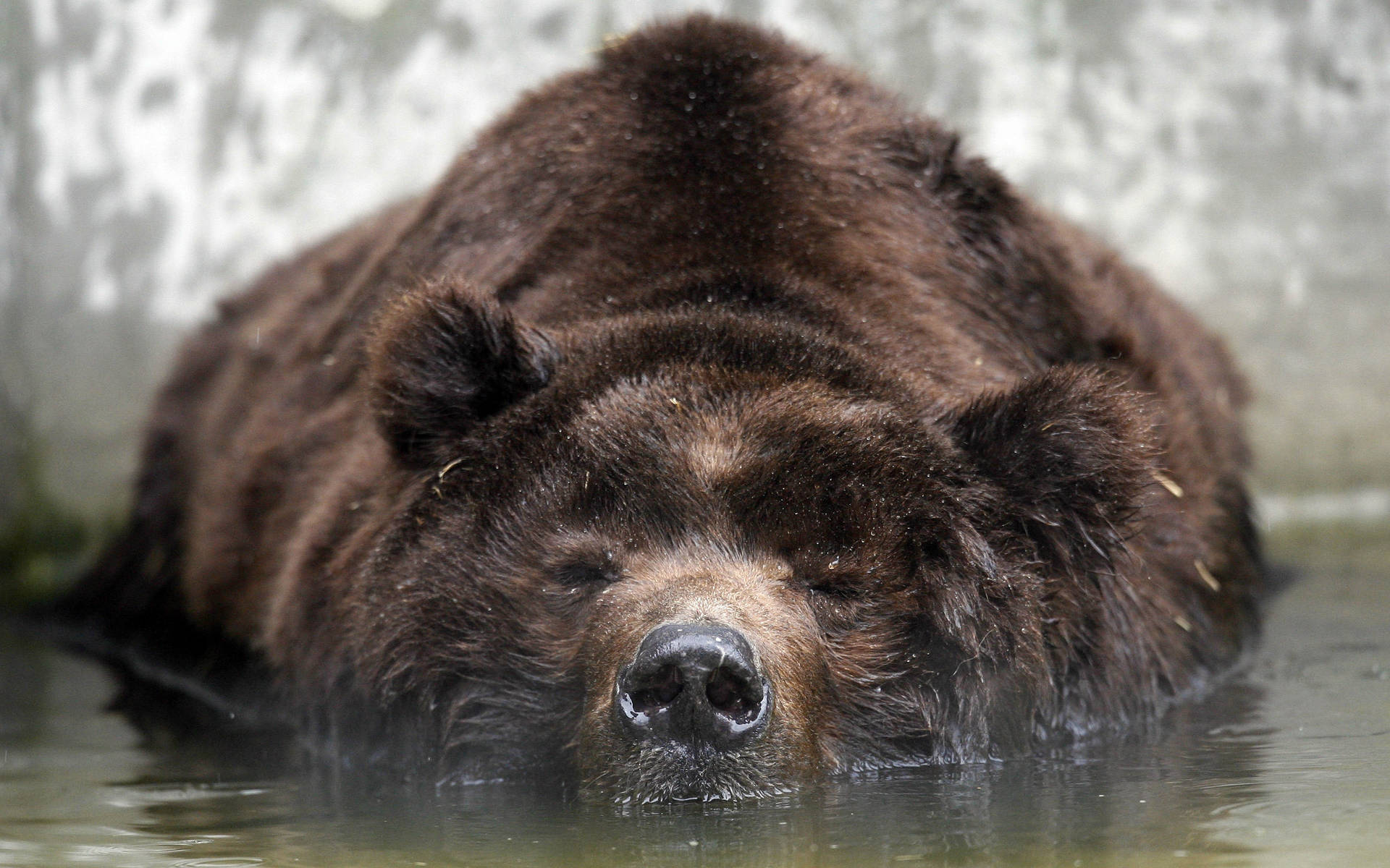 Black Bear Half Swimming Background