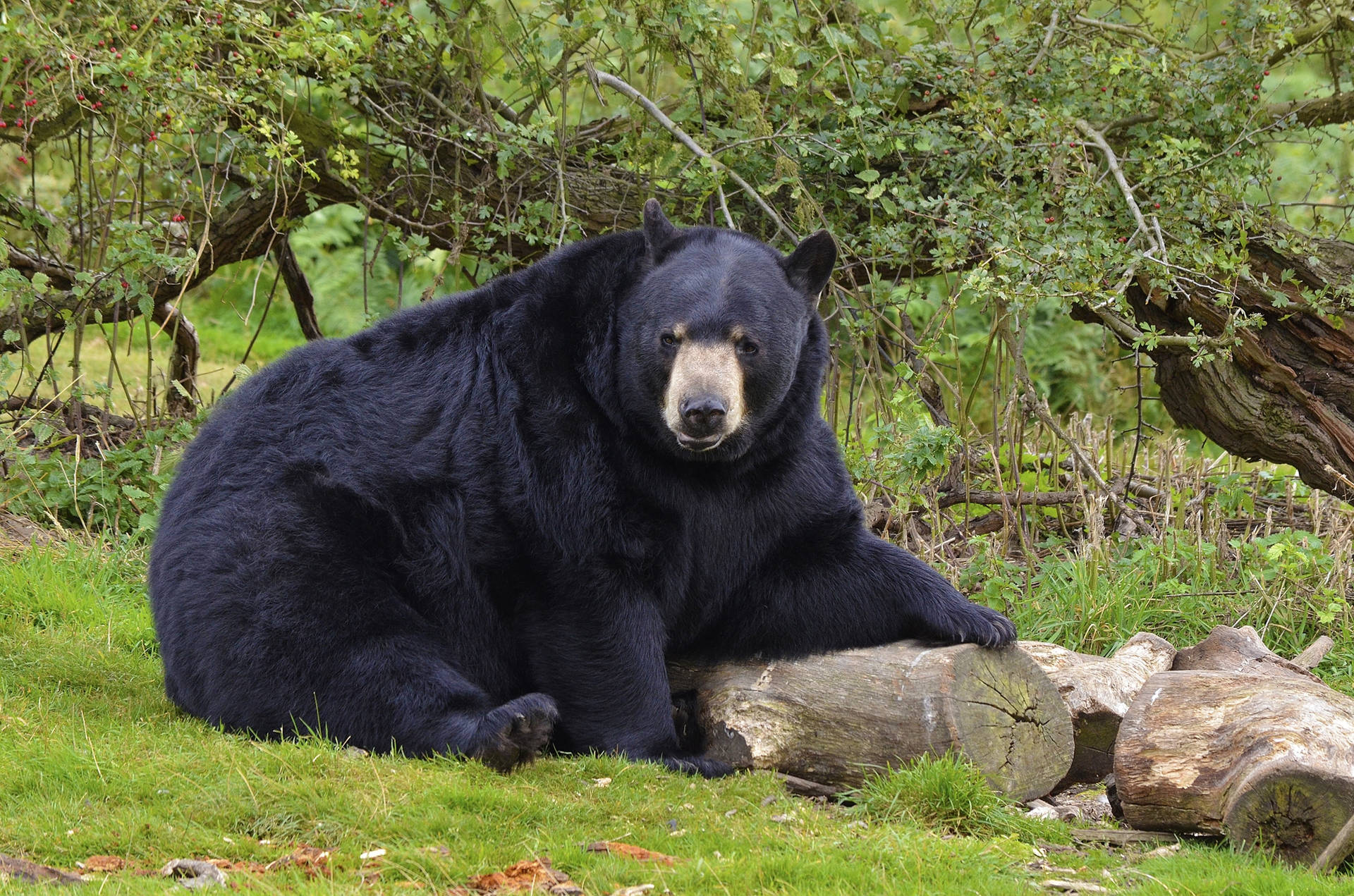 Black Bear Hand On Log Background