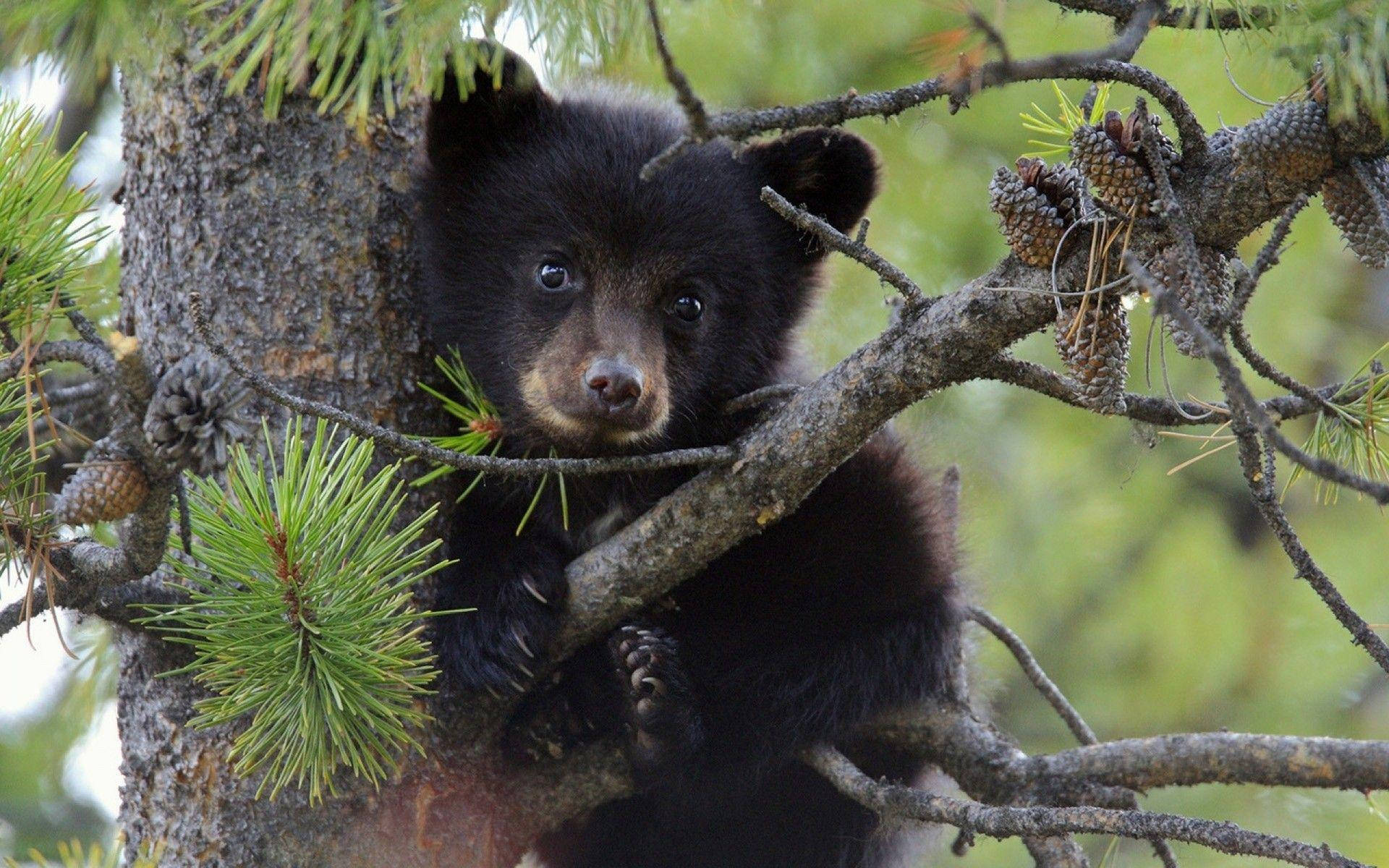 Black Bear Hiding Behind Branches Background