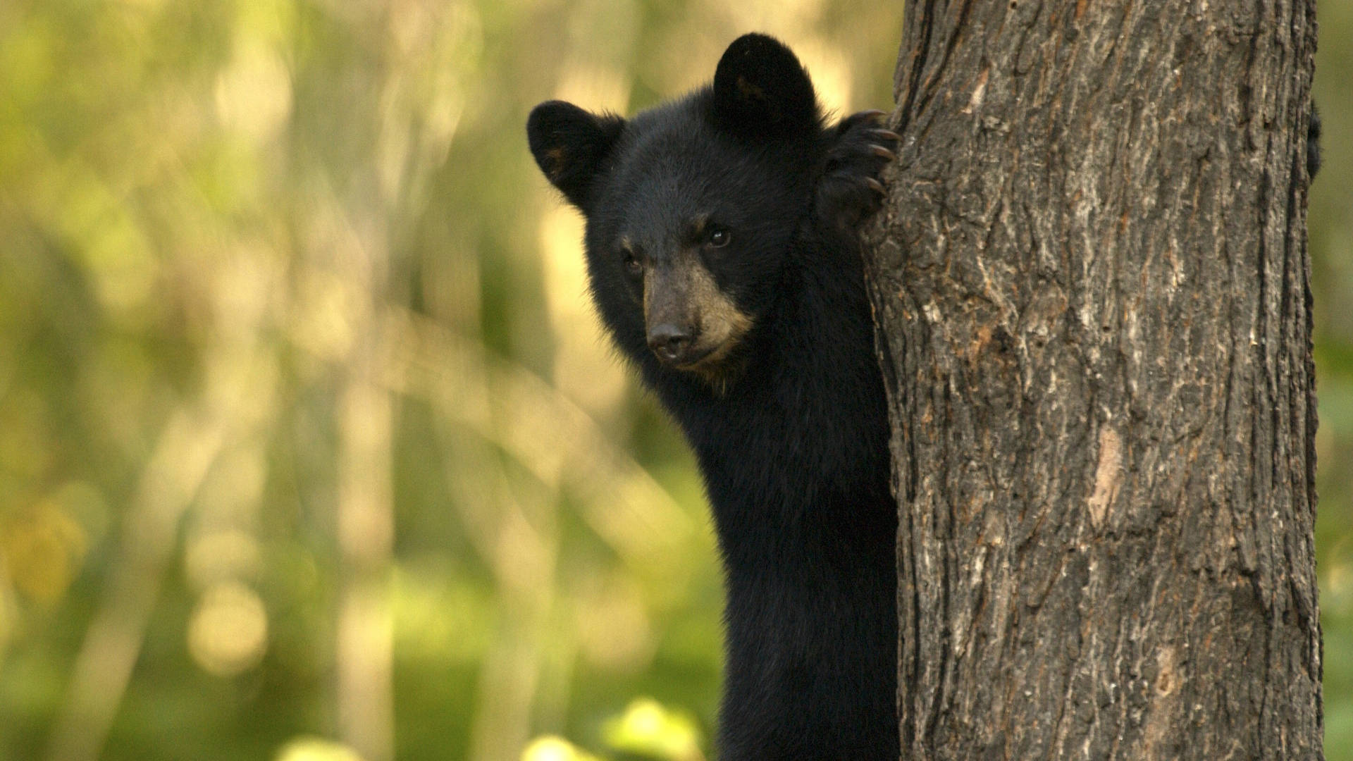 Black Bear Hiding Behind Tree Background