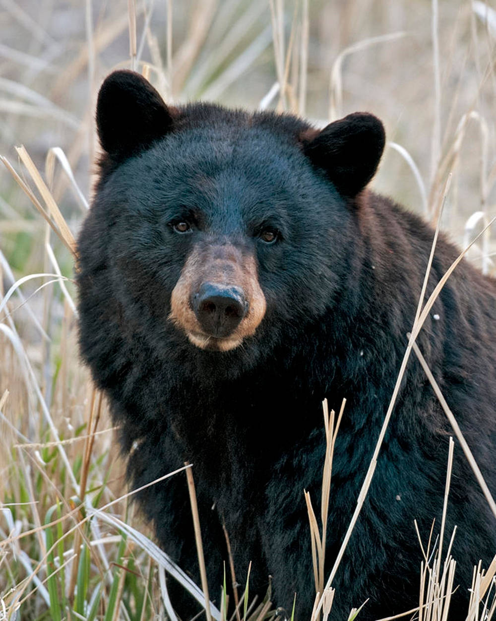 Black Bear In Middle Of Grass Background