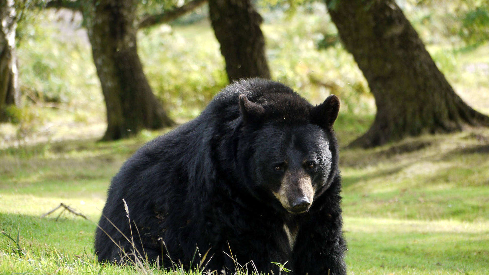 Black Bear In Natural Habitat Background