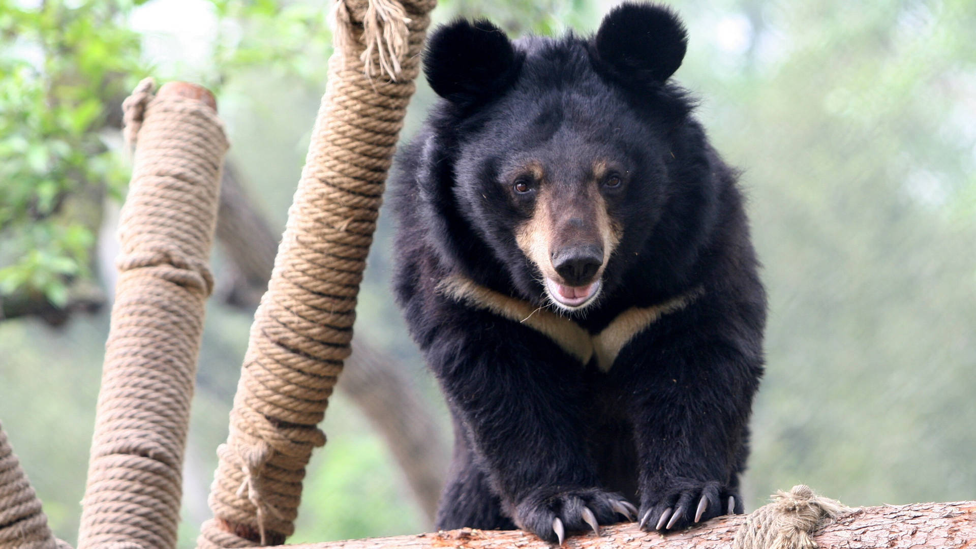 Black Bear Jumping On Rope Log Background