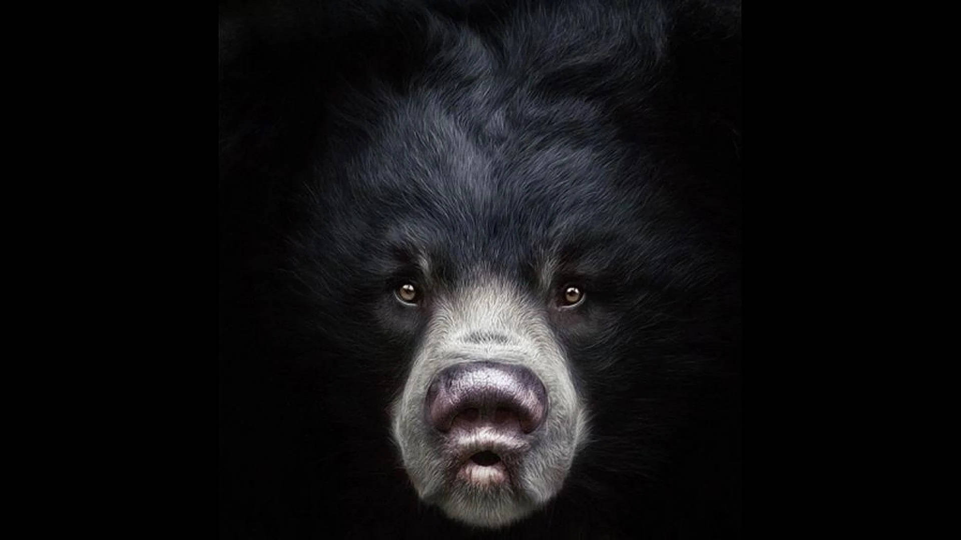 Black Bear Large Nose Portrait Background