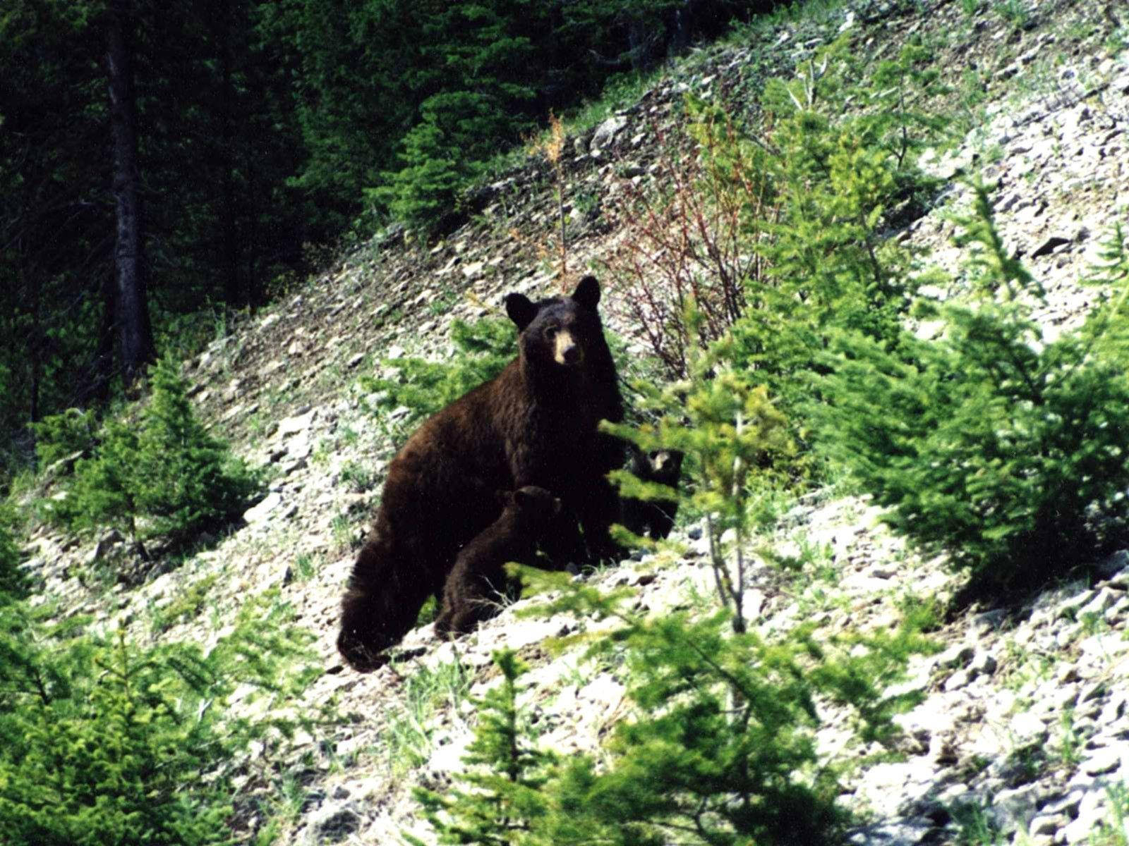 Black Bear Leaning On Sloped Hill Background