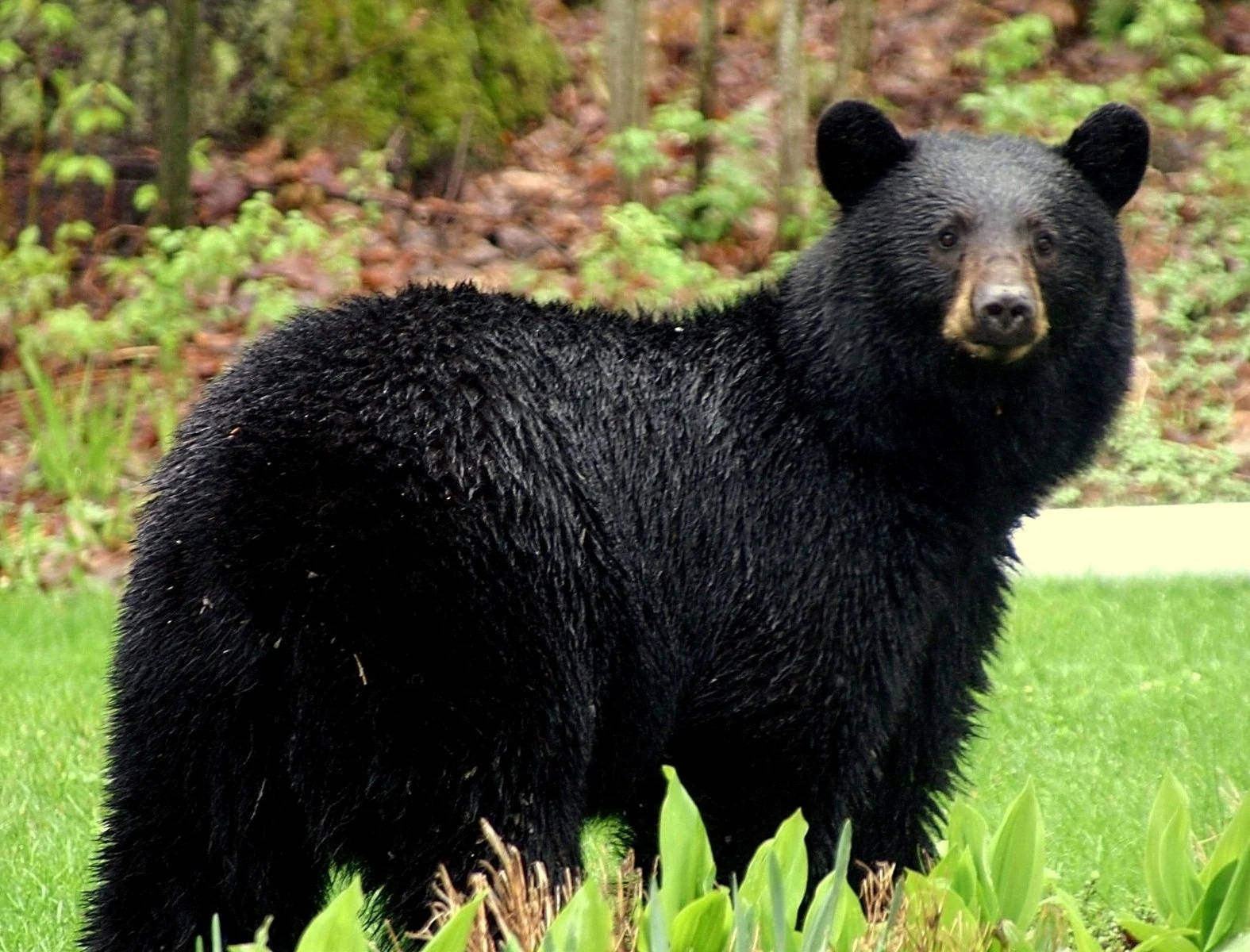 Black Bear Looking Back Background