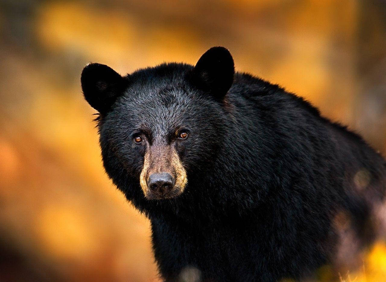 Black Bear Looking Into Camera Background