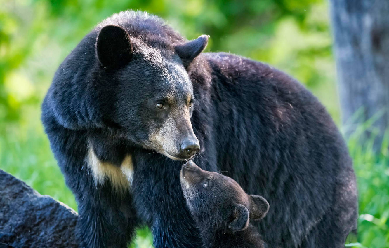 Black Bear Mother Kissing Cub Background