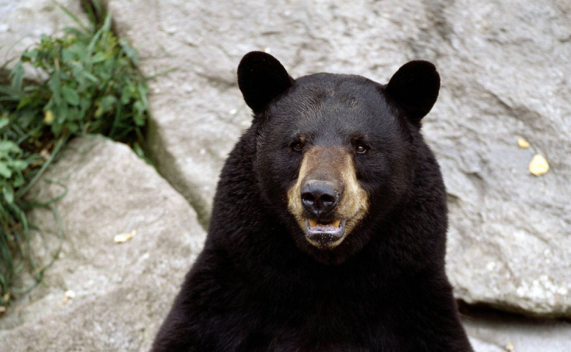 Black Bear Mouth Open Background