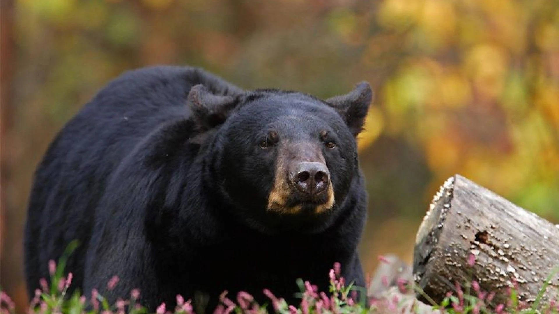 Black Bear On Flowery Grass Background