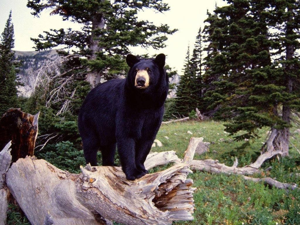 Black Bear Perched Atop Tree Trunk Background