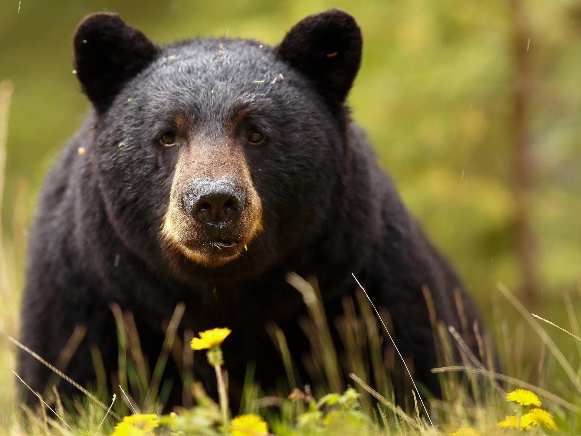 Black Bear Round Face Background